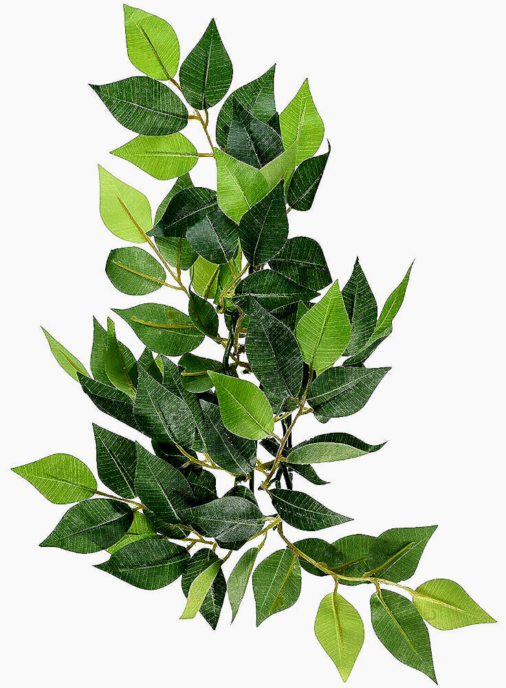 Pianta exoterra plant ficus small