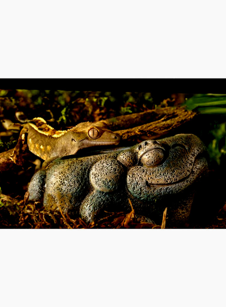 Exo Terra Decorazione per terrario Aztec Frog Water Dish