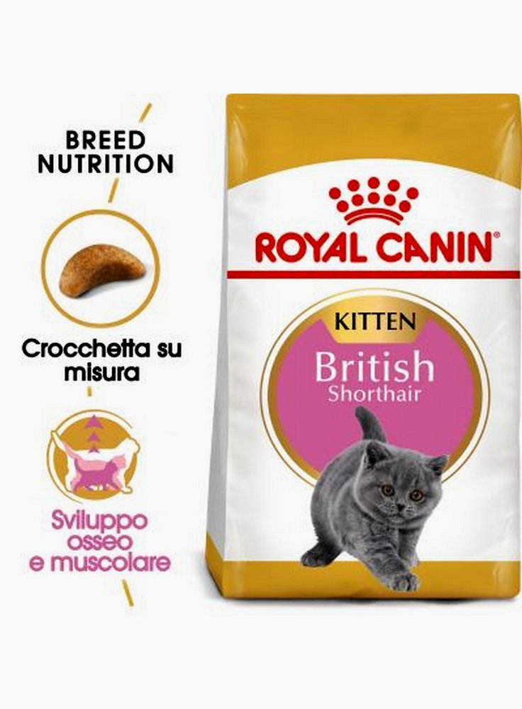 British Shorthair Kitten Royal Canin