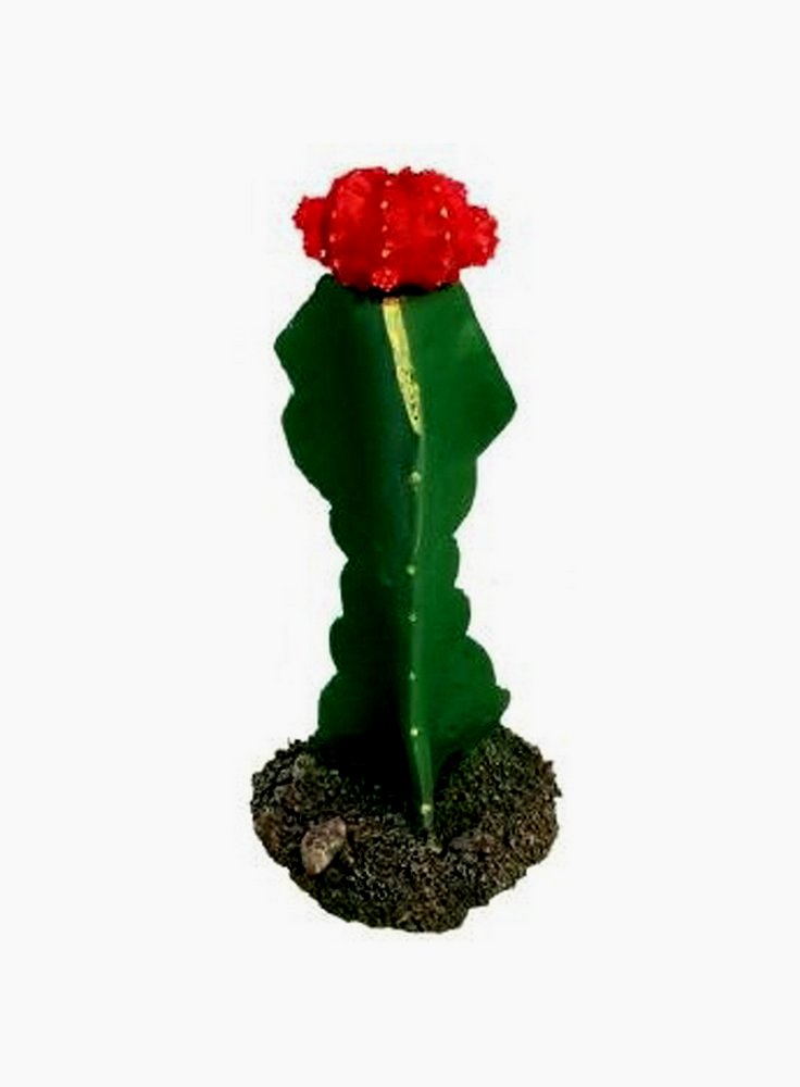 Haquoss decorazione cactus 1