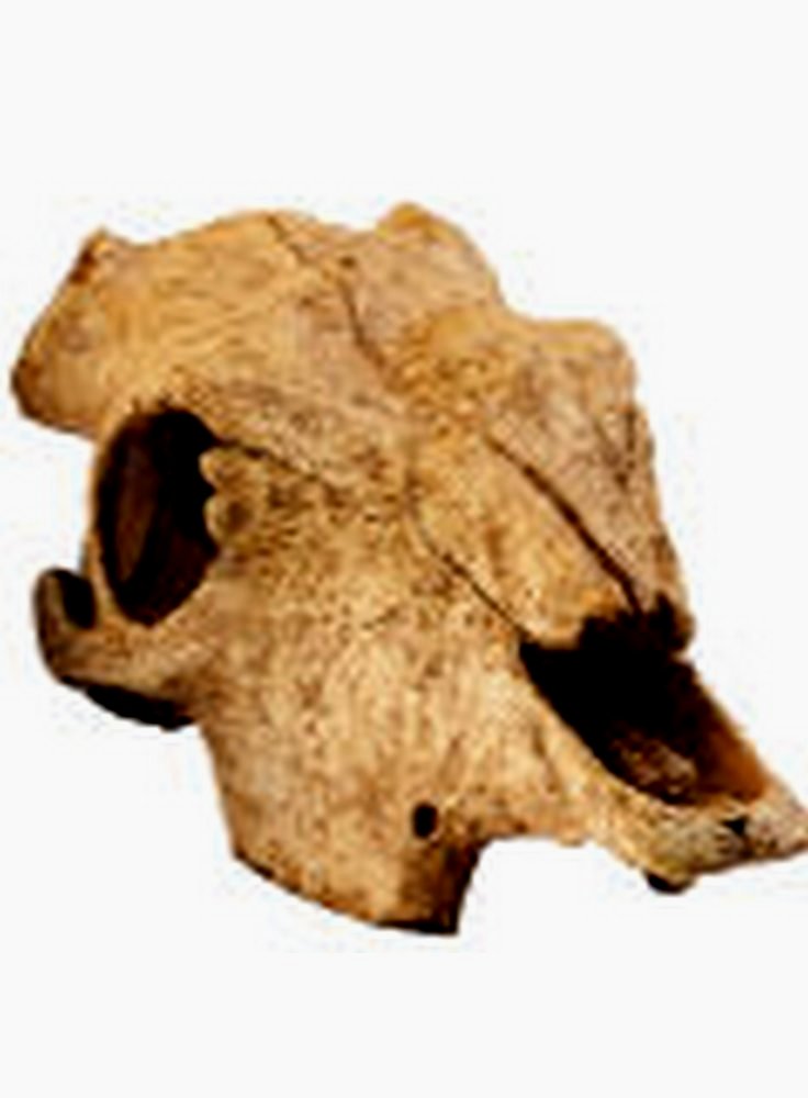 RIfugio per rettili Buffalo Skull Small