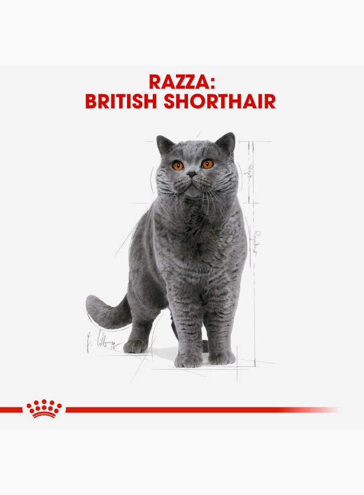 british-shorthair-royal-canin-1