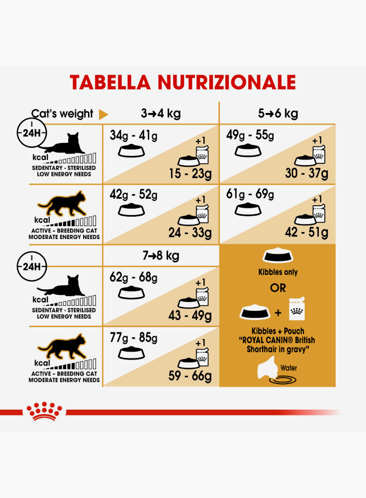 british-shorthair-royal-canin-4