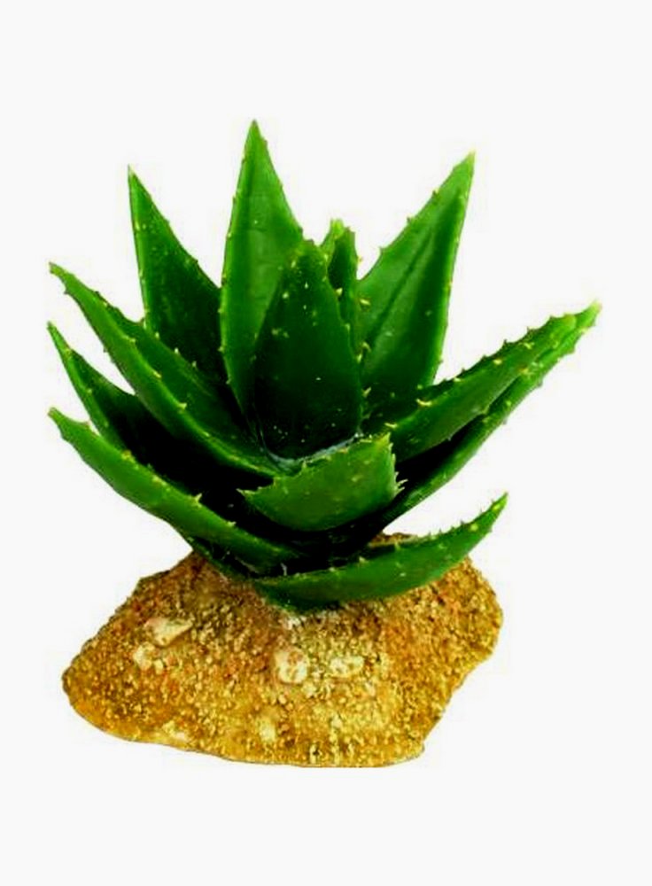 Haquoss decorazione cactus 4