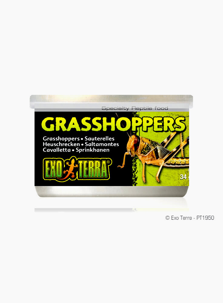 exoterra grasshoppers 34gr cavallette PT 1950