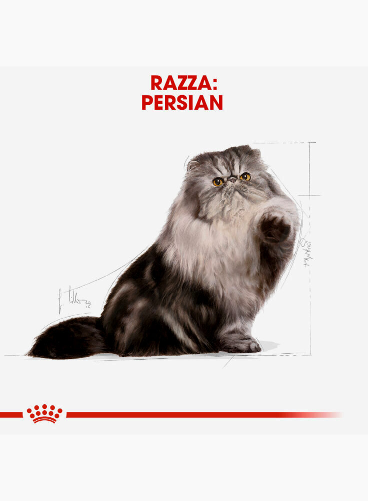 persian-royal-canin-1