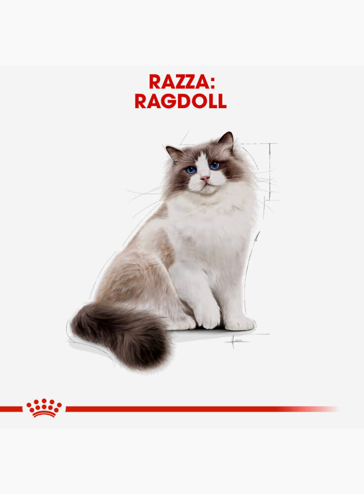 ragdoll-royal-canin-1