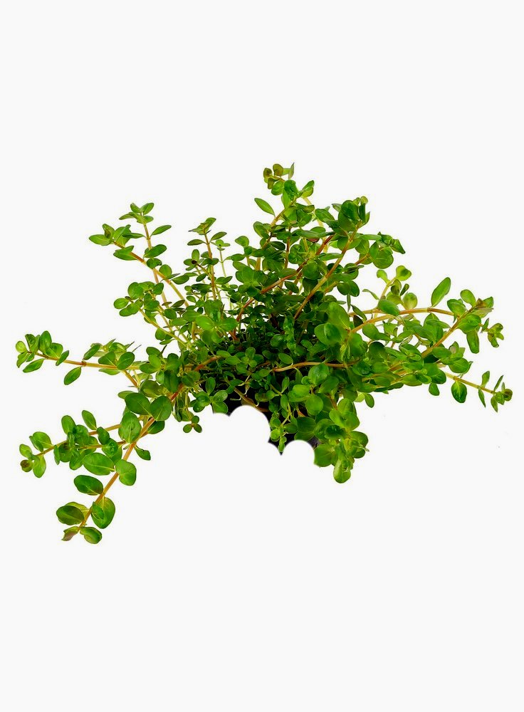 Rotala Rotundifolia assortimento 3 pz