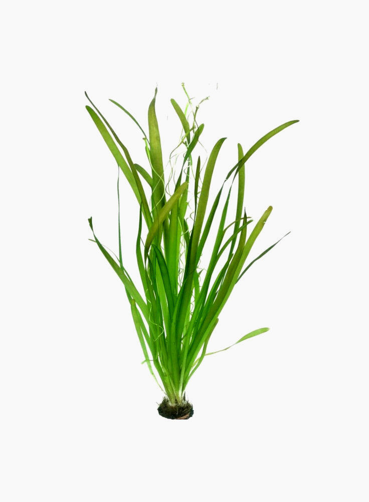 Vallisneria spiralis e nana assortimento 3 piante