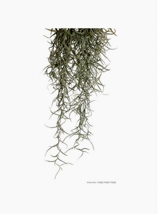 Pianta exoterra plant spanish moss medium