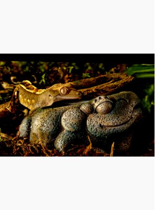 Exo Terra Decorazione per terrario Aztec Frog Water Dish