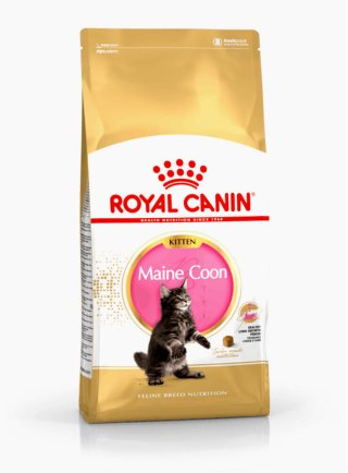 Maine Coon Kitten Royal Canin