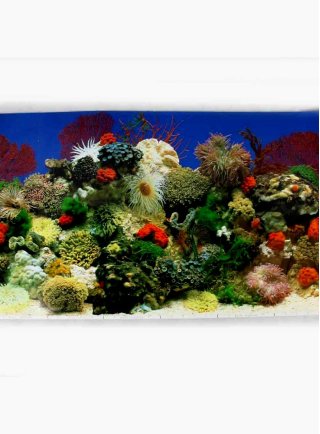 Sfondo per acquario Coralli SF11 140x49h cm