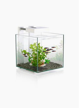 Acquario per caridine e betta nexus pure 14lt